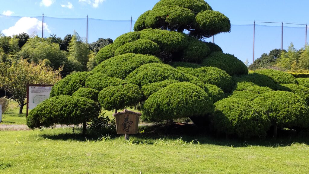 植物はなぜ緑色？