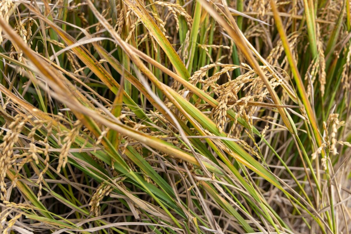 稲穂